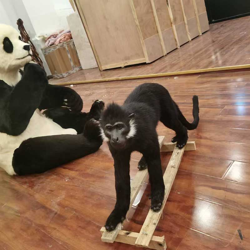 动物剥制标本