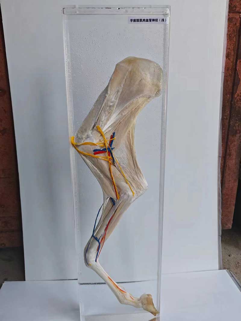 动物浸制标本